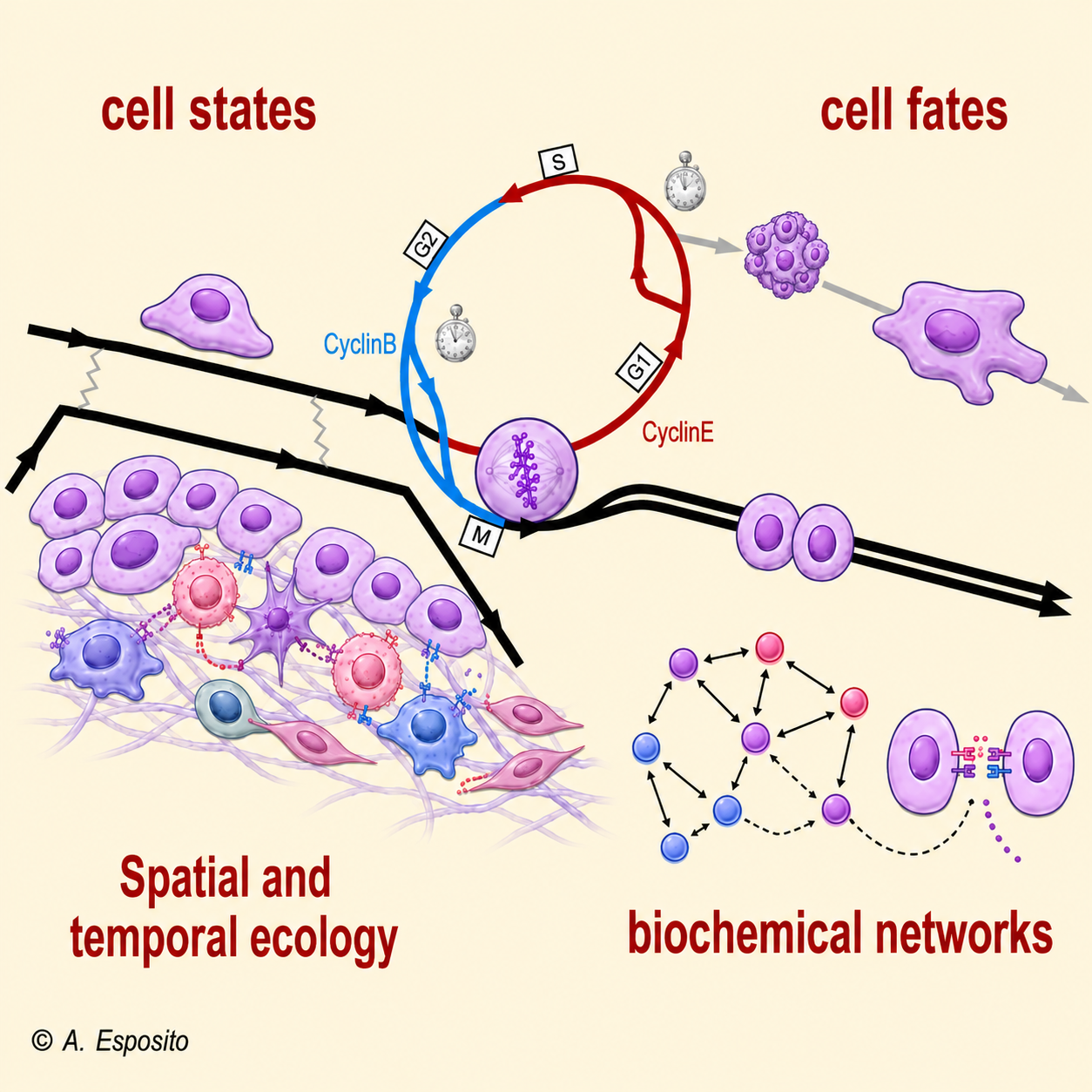 Cell fate and cell decision research visual