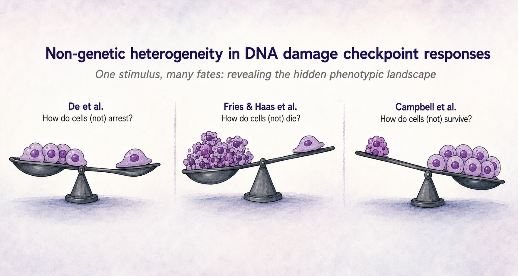 Single-cell biochemistry and DNA damage response graphical abstract