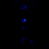 belleanimgif