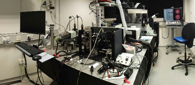 lab