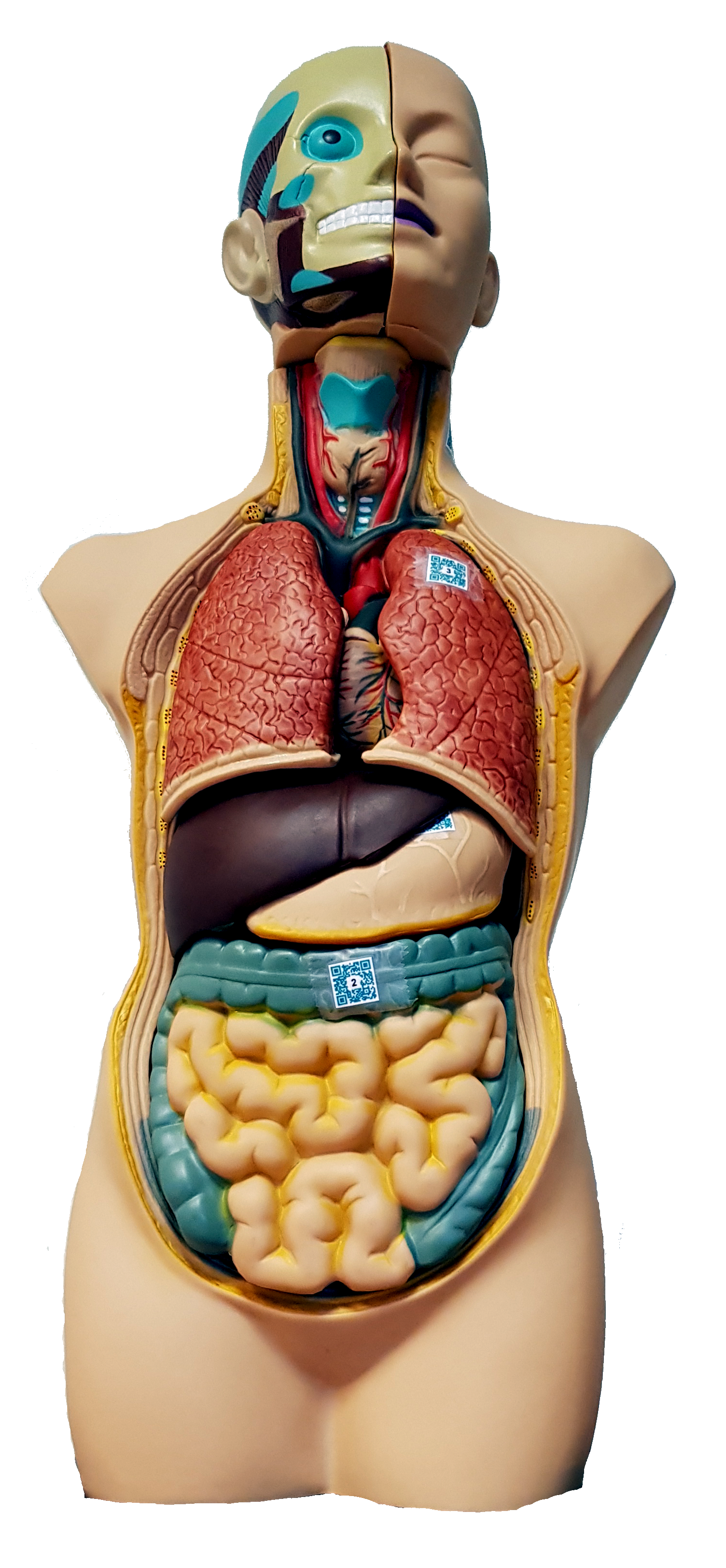torso.png
