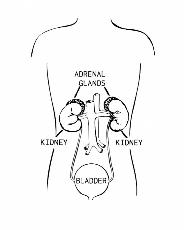 bladder