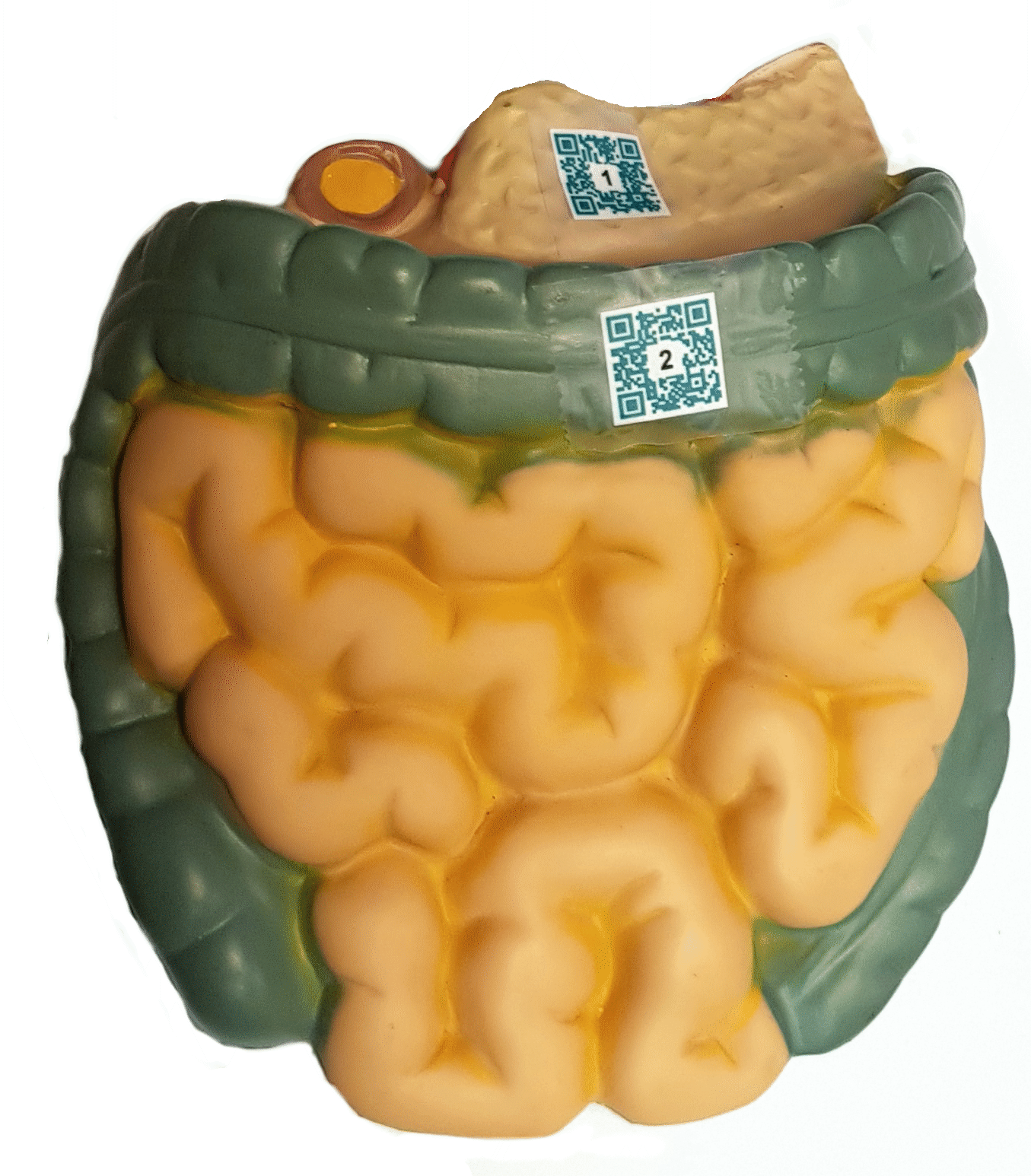 bowel
