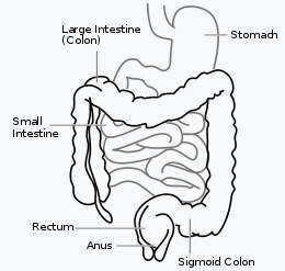colon