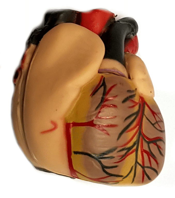 heart