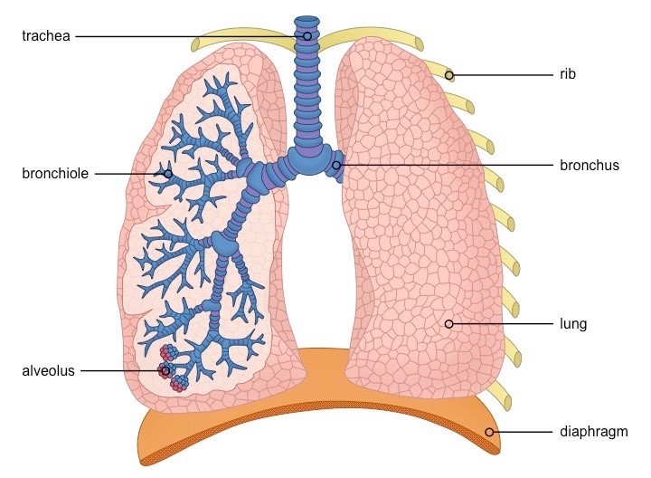 lungs