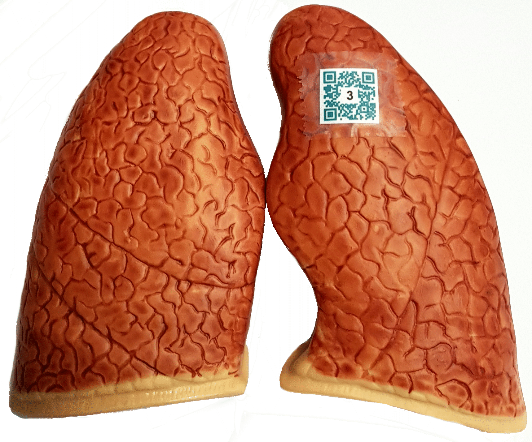 lungs