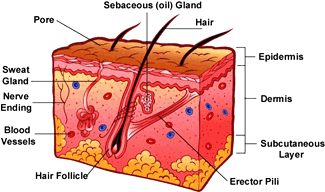 skin