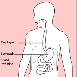 stomach