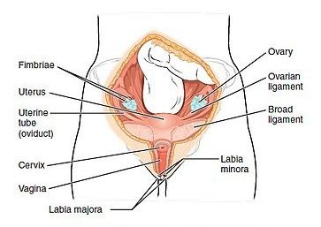 uterus