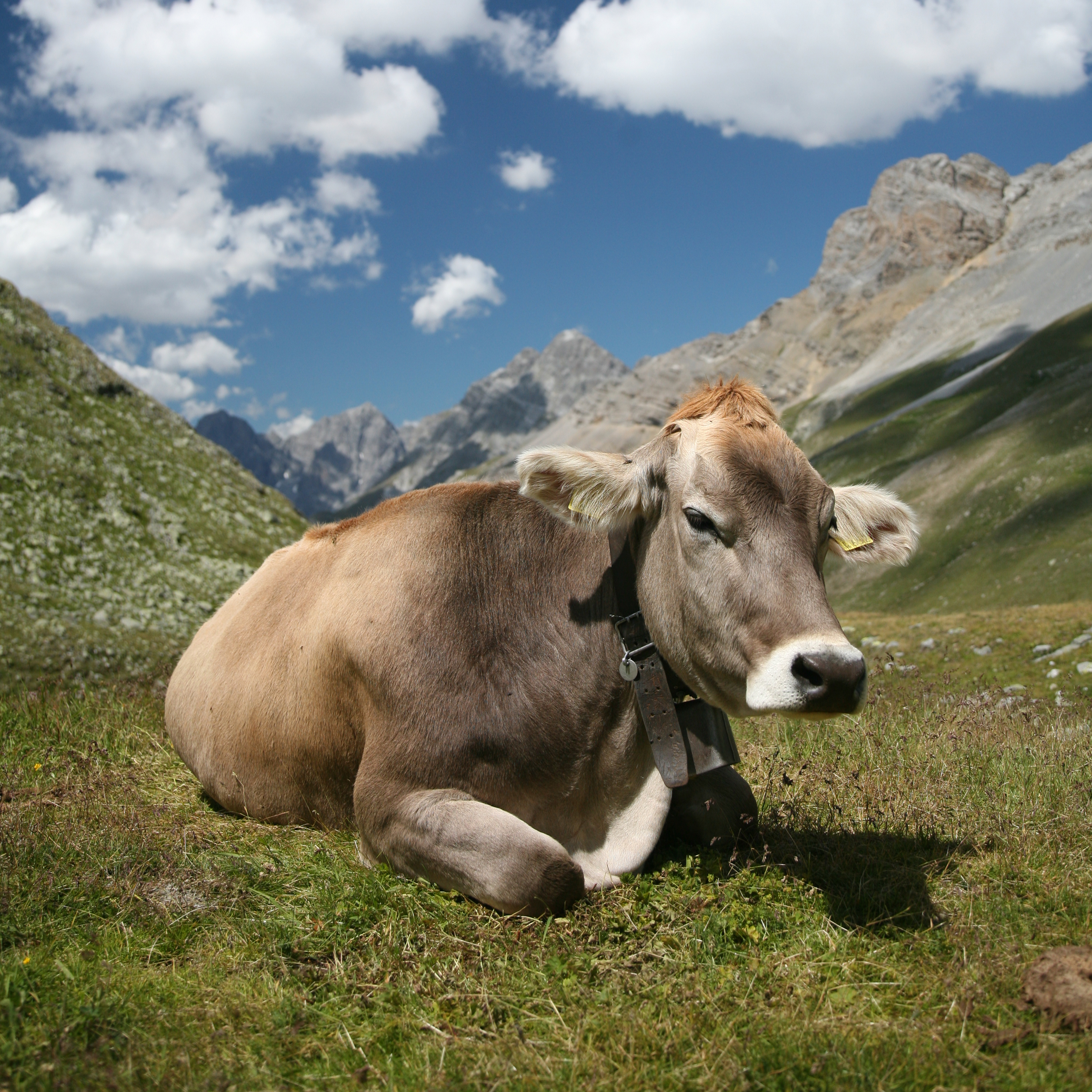 Slaughterhouse.ac | cattle walks to the slaughterhouse happy