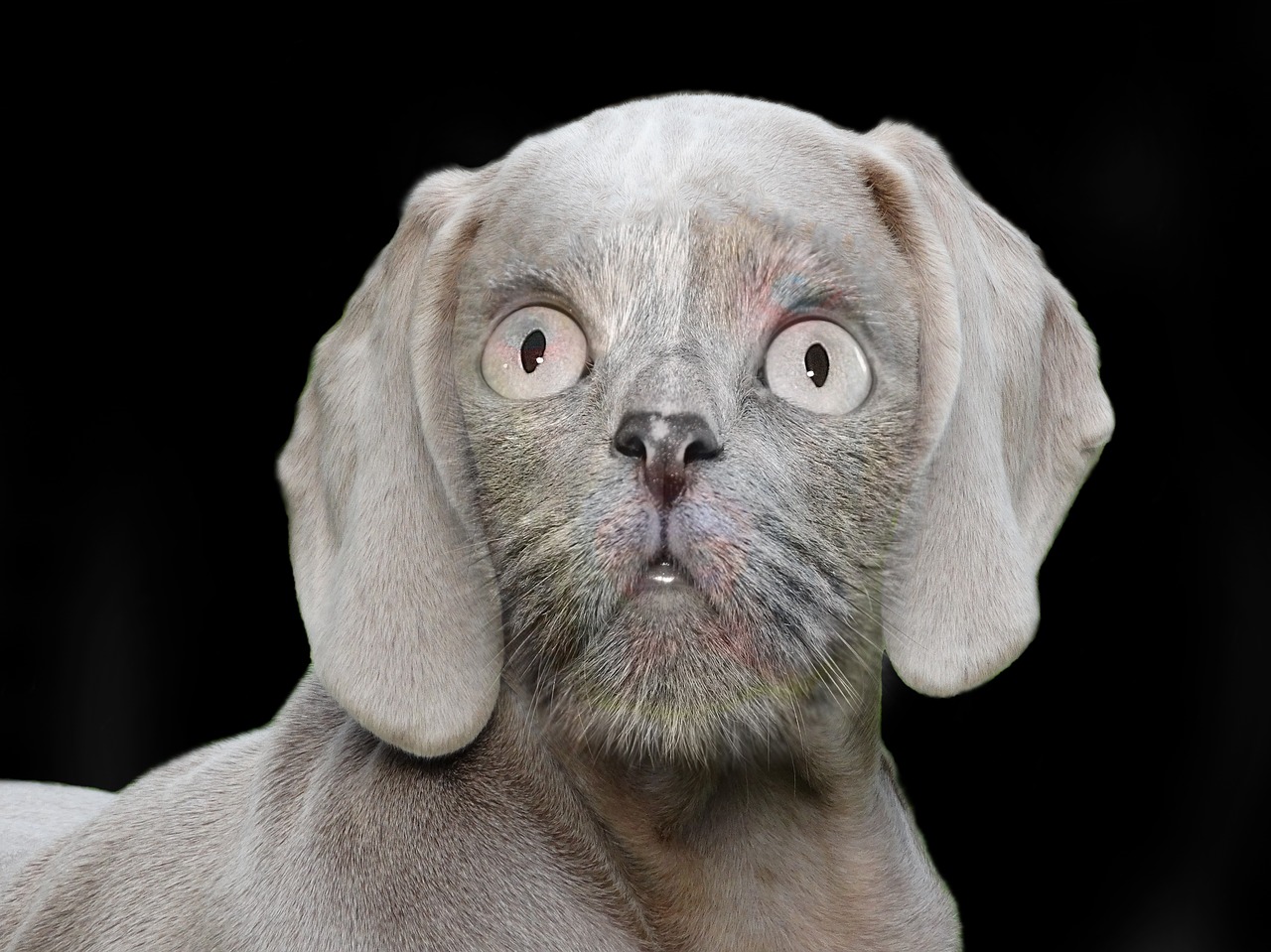 dog-2632088_1280.jpg