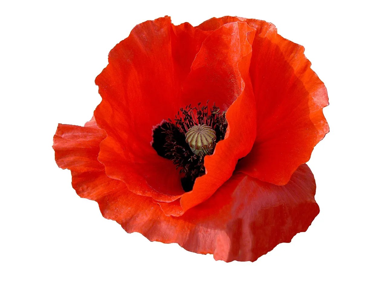 My remembrance day, a pledge for peace in support of soldiers